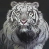 Tigers avatare
