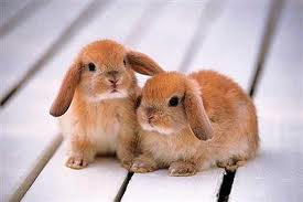 Kaninchen bilder