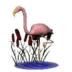 Flamingo tiere bilder