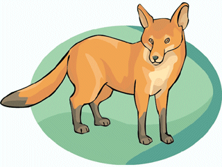 Fuchse tiere bilder